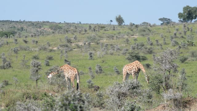 Giraffe Walking Among Palm Trees