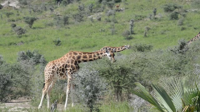 Giraffe Herd In Open Grassland