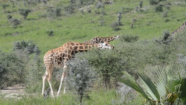 Giraffe Walking Among Palm Trees