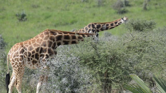 Giraffe Herd In Open Grassland