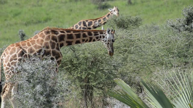 Giraffe Walking Among Palm Trees