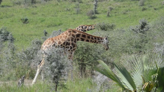 Giraffe Herd In Open Grassland