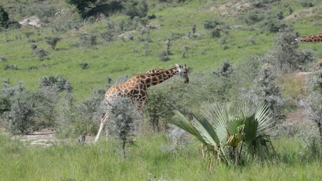Giraffe Walking Among Palm Trees