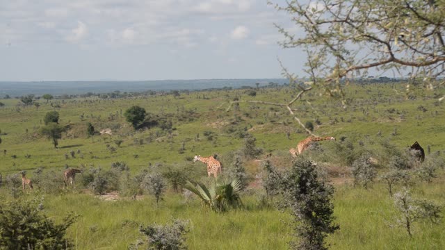 Giraffe Herd In Open Grassland