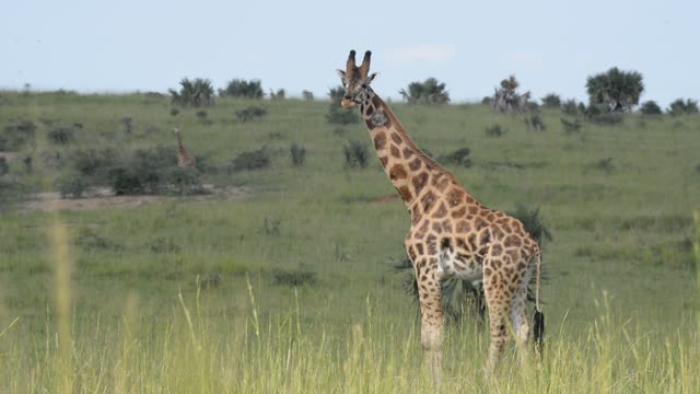 Giraffe Walking Among Palm Trees
