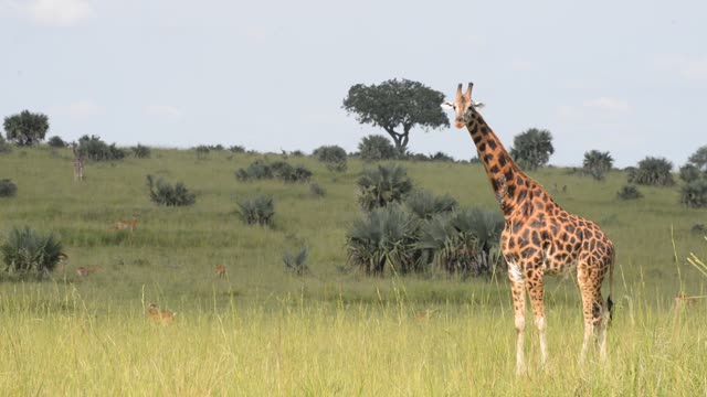Giraffe Herd In Open Grassland