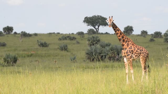 Giraffe Walking Among Palm Trees