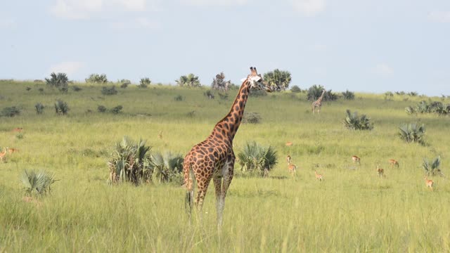 Giraffe Herd In Open Grassland