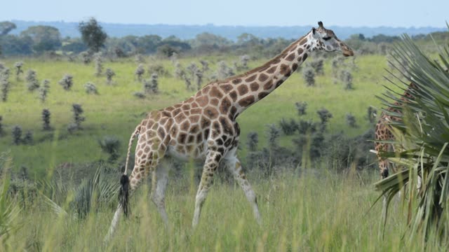 Giraffe Walking Among Palm Trees