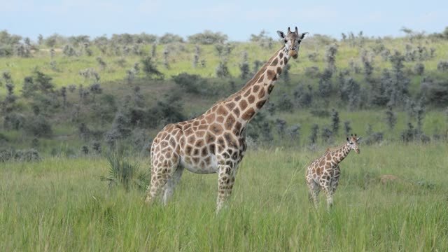 Giraffe Herd In Open Grassland