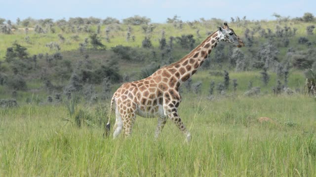 Giraffe Walking Among Palm Trees