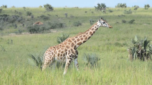 Giraffe Herd In Open Grassland