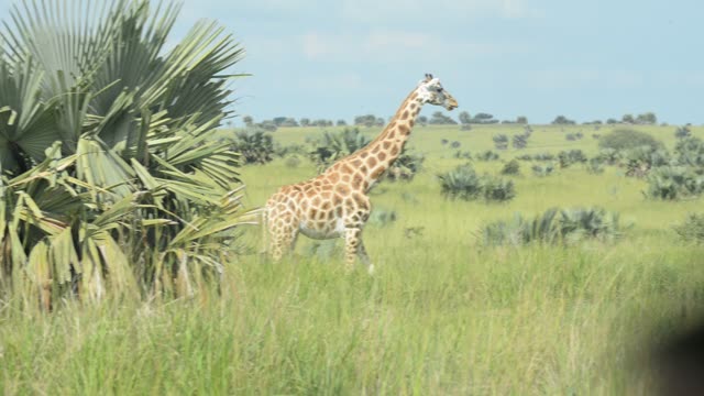 Giraffe Walking Among Palm Trees