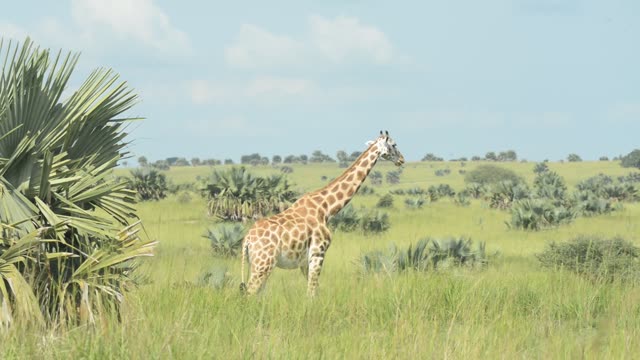 Giraffe Herd In Open Grassland