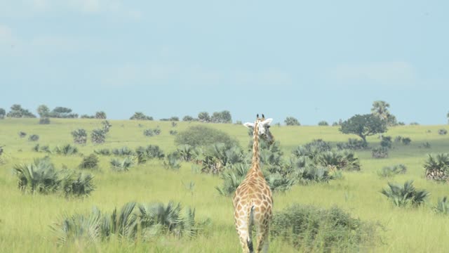 Giraffe Walking Among Palm Trees