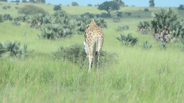 Giraffe Herd In Open Grassland