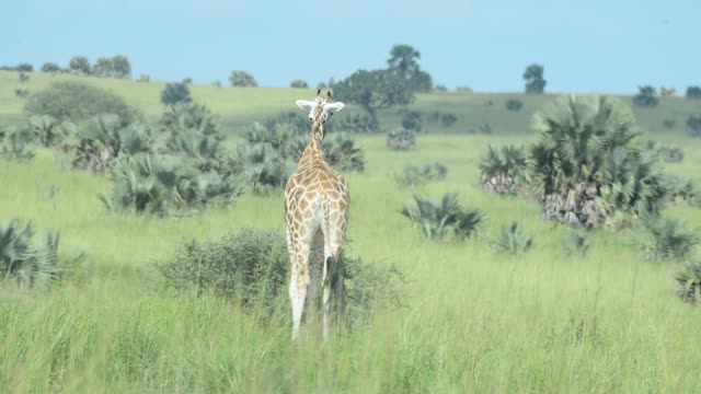 Giraffe Walking Among Palm Trees