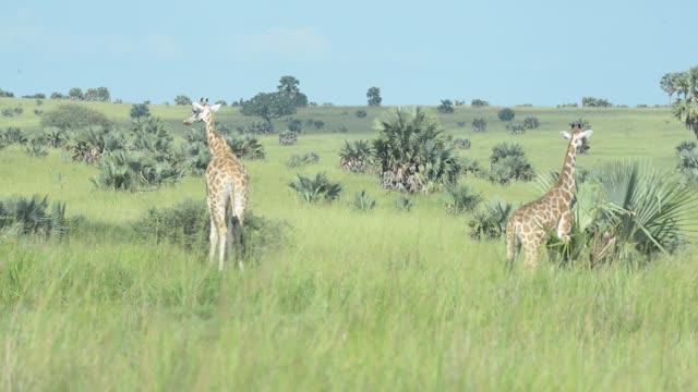 Giraffe Herd In Open Grassland