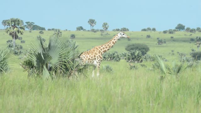 Giraffe Walking Among Palm Trees
