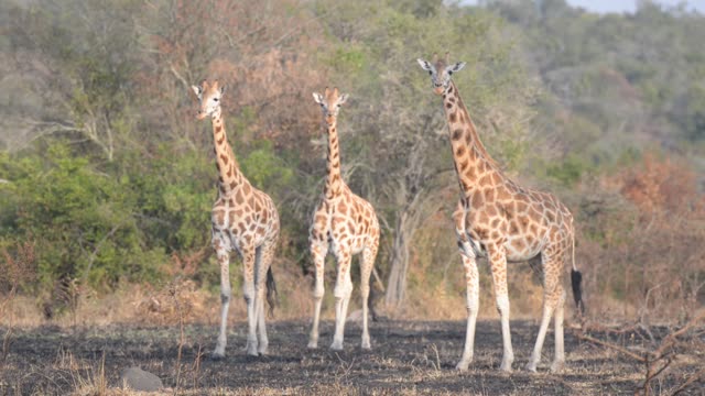 Giraffe Herd In Open Grassland