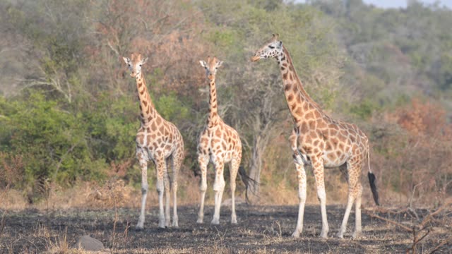 Giraffe Walking Among Palm Trees