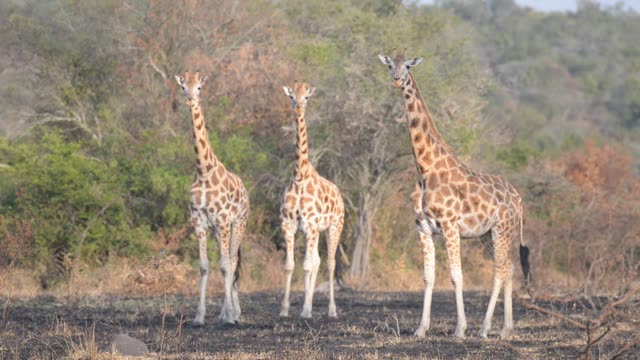 Giraffe Herd In Open Grassland