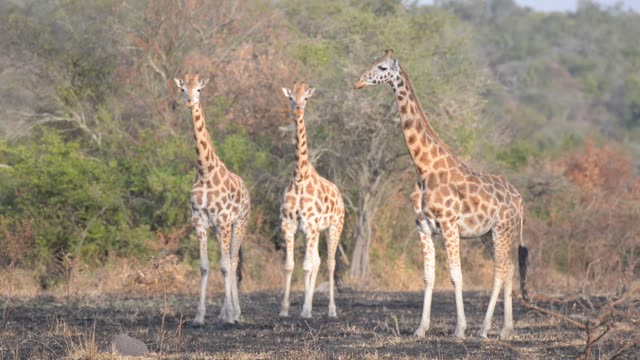 Giraffe Walking Among Palm Trees