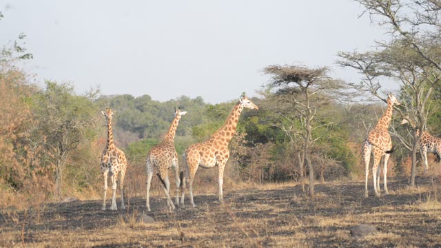 Giraffe Herd In Open Grassland