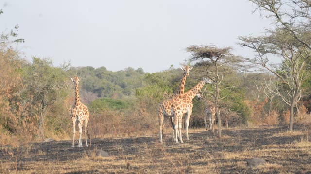 Giraffe Walking Among Palm Trees