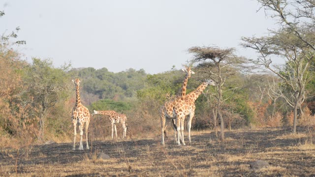 Giraffe Herd In Open Grassland