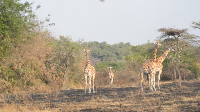 Giraffe Walking Among Palm Trees