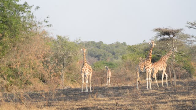 Giraffe Herd In Open Grassland