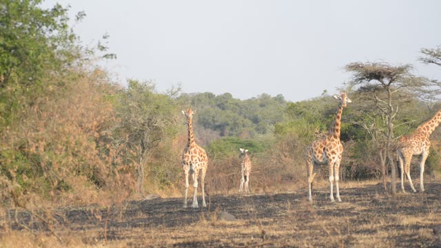 Giraffe Walking Among Palm Trees
