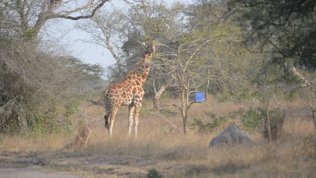 Giraffe Walking Among Palm Trees