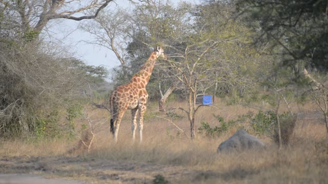Giraffe Herd In Open Grassland