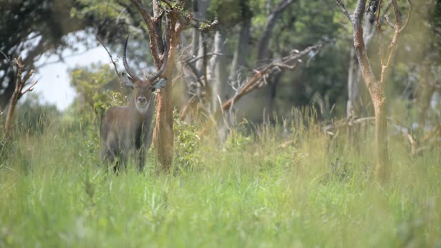 Giraffe Walking Among Palm Trees