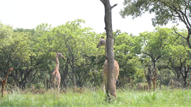 Giraffe Herd In Open Grassland