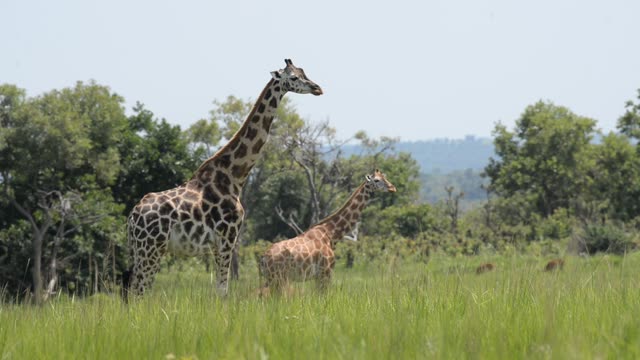 Giraffe Walking Among Palm Trees