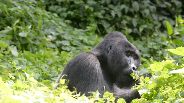 Mountain Gorilla Feeding In Bwindi