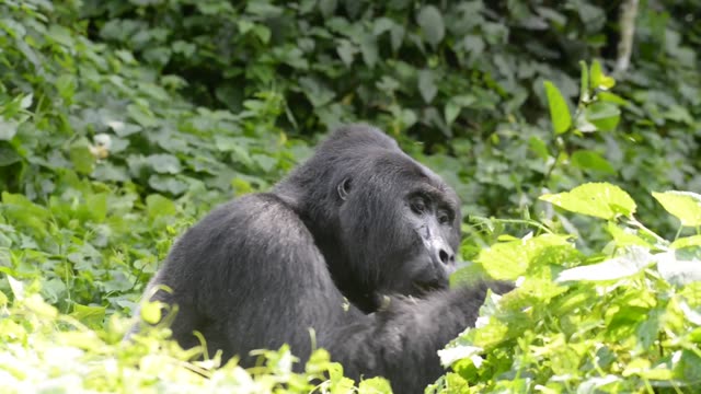 Gorilla Family Resting Together