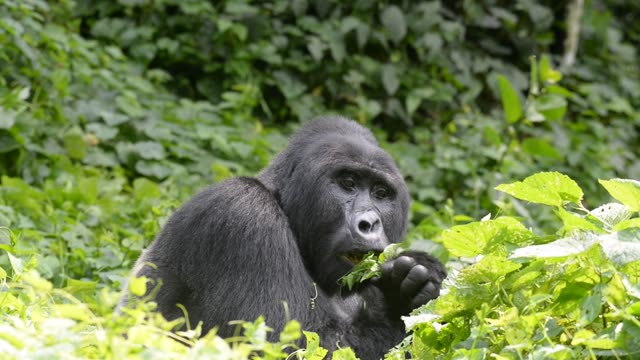 Mountain Gorilla Feeding In Bwindi
