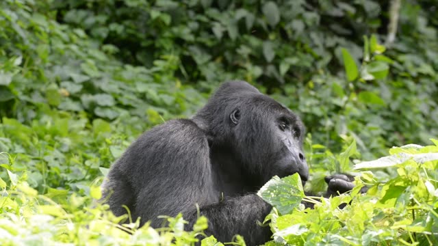 Gorilla Family Resting Together