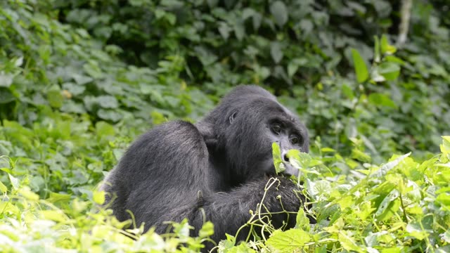 Mountain Gorilla Feeding In Bwindi