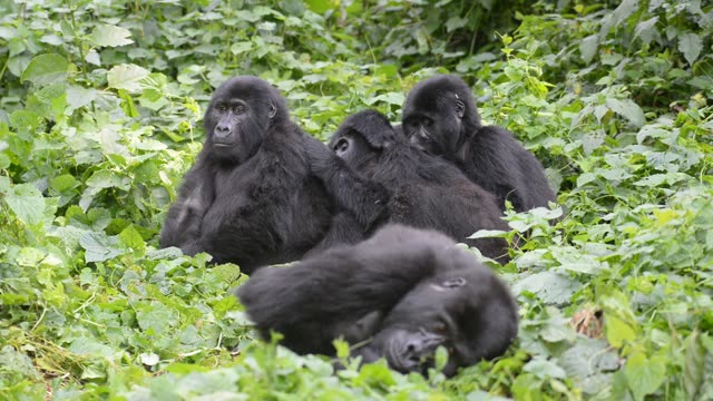 Gorilla Family Resting Together