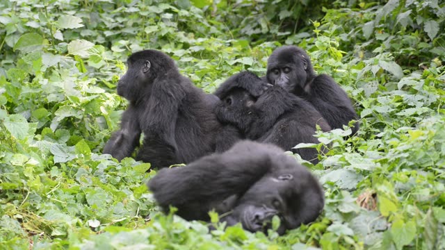 Mountain Gorilla Feeding In Bwindi
