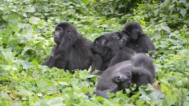 Gorilla Family Resting Together