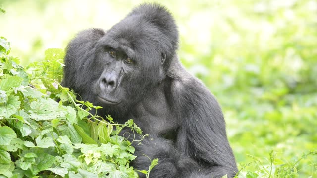Mountain Gorilla Feeding In Bwindi