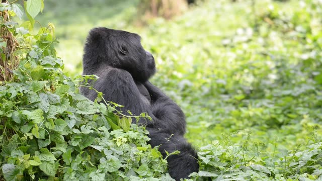 Gorilla Family Resting Together