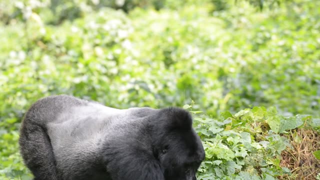 Mountain Gorilla Feeding In Bwindi
