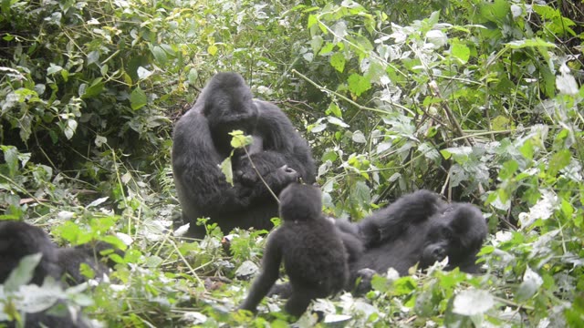 Gorilla Family Resting Together